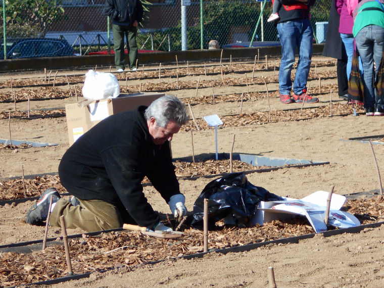 Plantada de rosers al Parc de Torreblanca. Febrer de 2015. Foto Consell Comarcal del Baix Llobregat