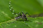 Aedes albopictus. Courtesy of A. Lindström