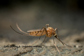 Femella de Culex pipiens, mosquit comú. Gentilesa A. Lindström