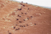 Mostra d’ous de mosquit tigre, retinguts en un dispositiu d’oviposició Mostra d’ous de mosquit tigre, retinguts en un dispositiu d’oviposició