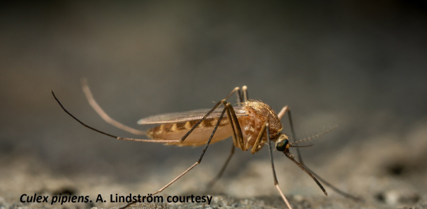 Femella de Culex pipiens, mosquit comú. Gentilesa A. Lindström