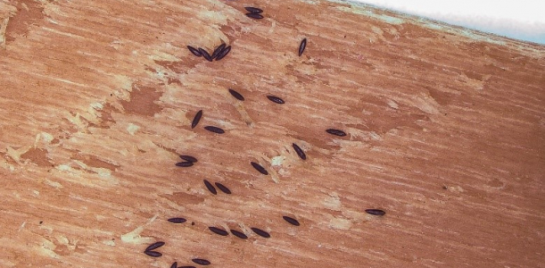Mostra d’ous de mosquit tigre, retinguts en un dispositiu d’oviposició