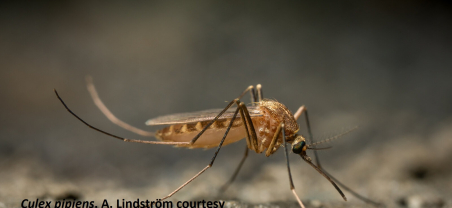 Femella de Culex pipiens, mosquit comú. Gentilesa A. Lindström