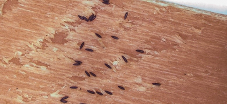 Mostra d’ous de mosquit tigre, retinguts en un dispositiu d’oviposició