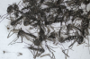 Conjunt de mascles i femelles de mosquit tigre (Aedes albopictus) capturats per la trampa d’adults
